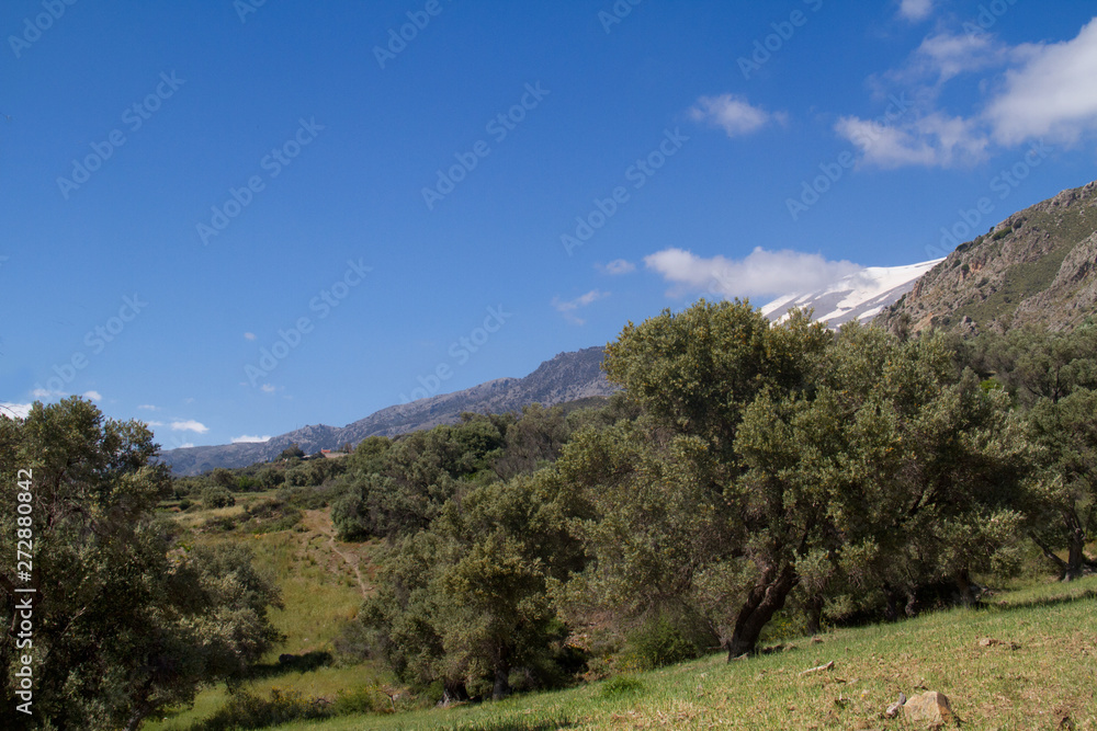 Landscape on Crete, Greece: view over an olive orchard, in the distance a snow-covered mountain