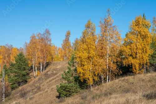 Autumn landscape  birches with bright orange leaves next to green pines against a blue cloudless sky.