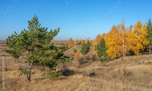 Autumn landscape, birches with bright orange leaves next to green pines against a blue cloudless sky.