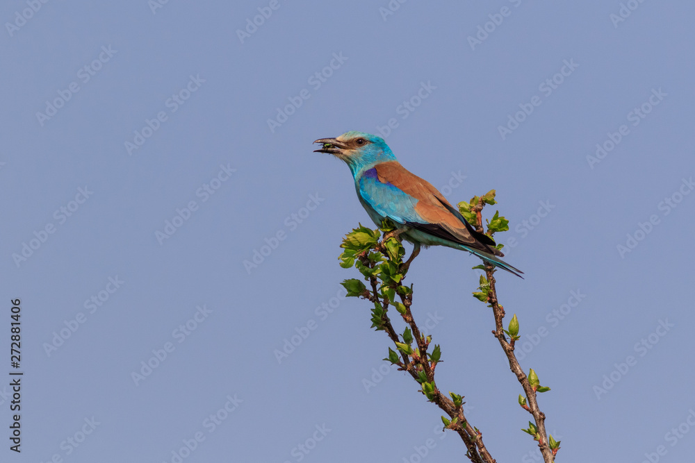 European Roller (Coracias garrulus) on a tree European Roller (Coracias garrulus) on a tree