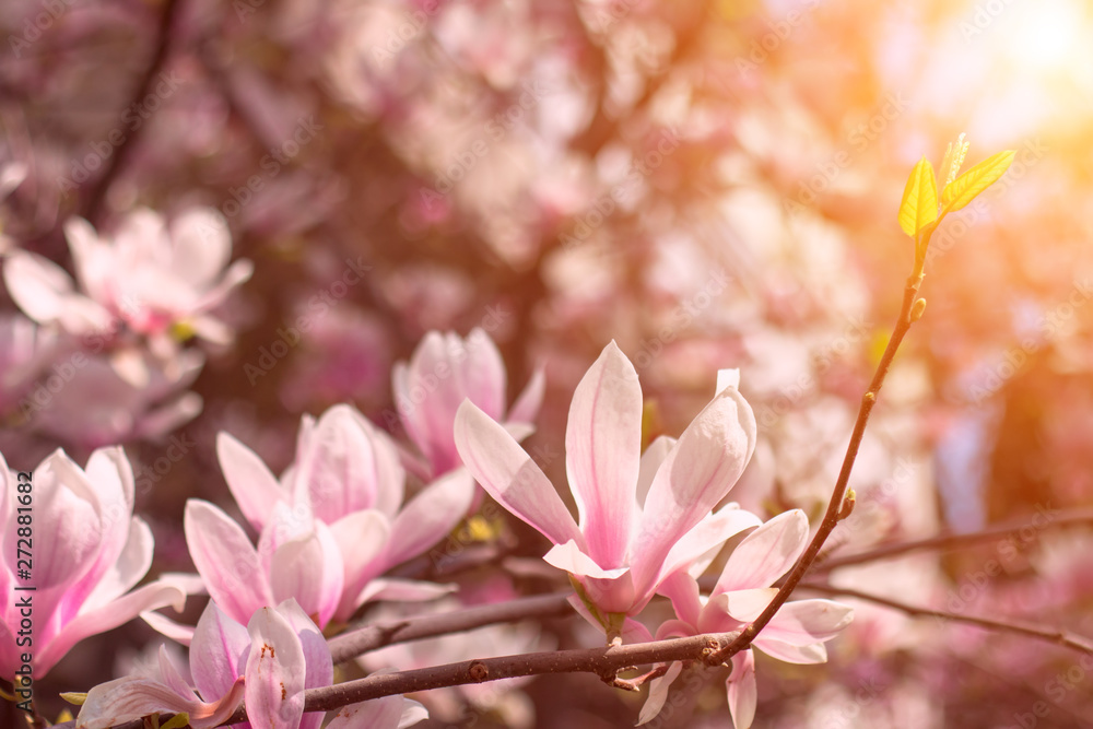 Magnolia flowers against the backlight of the sun
