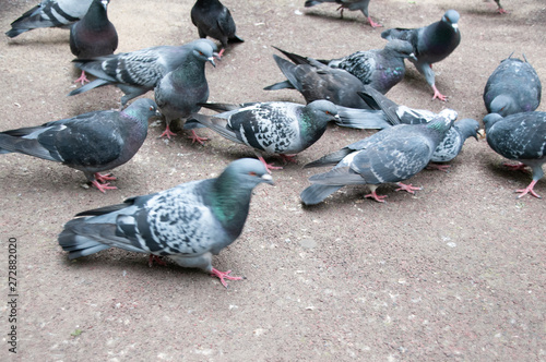 Десяток голубей на асфальте в основном все смотрят вправо где идет борьба за кусок хлеба между другими голубями