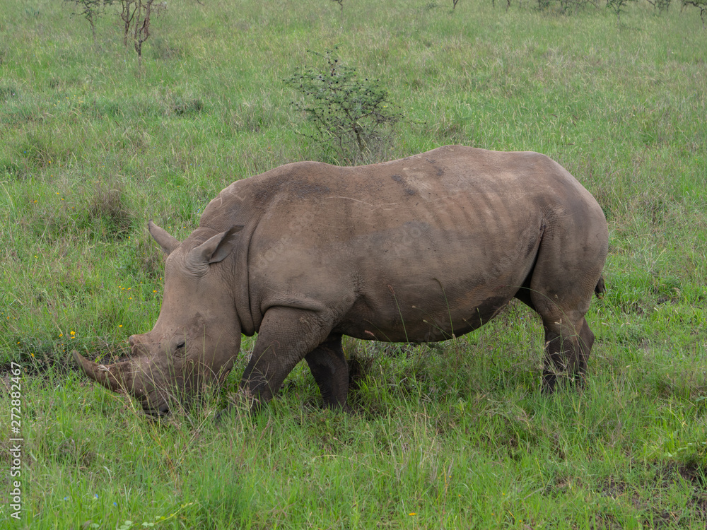 Rhino is Nairobi National Park, Kenya Rhino is Nairobi National Park, Kenya