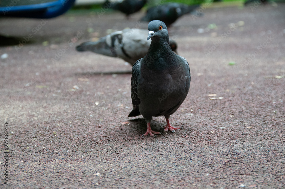 Obraz premium Голубь городской на фоне асфальта и с другими голубями на заднем фоне с близкого расстояния, вид спереди 