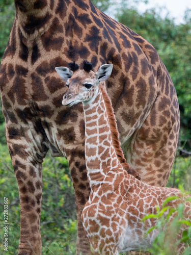 Baby Giraffe in Nairobi National Park, Kenya