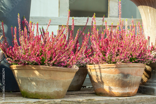 Calluna Heather blooms with red pink flowers in old clay pots. Heather ordinary Calluna vulgaris garden decor, thin branches covered with small flowers photo