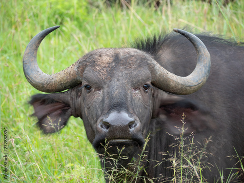 Buffalo in Nairobi National Park, Kenya