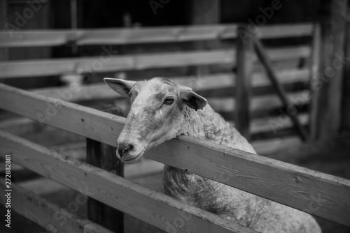 sheep on the farm 