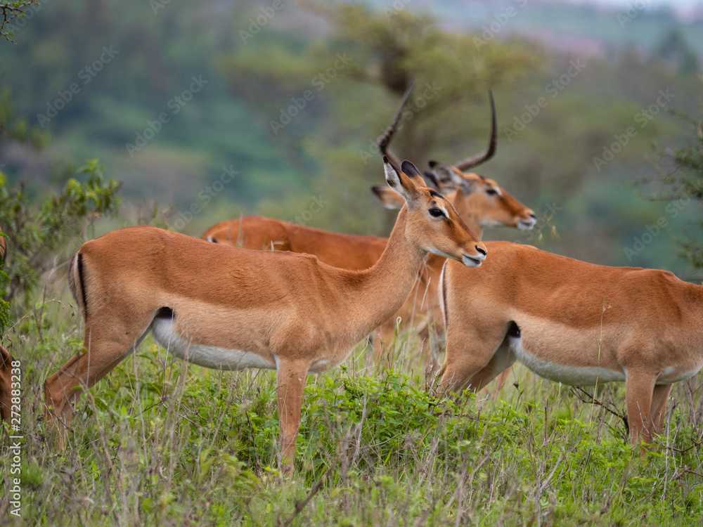 Impala in Nairobi National Park, Kenya