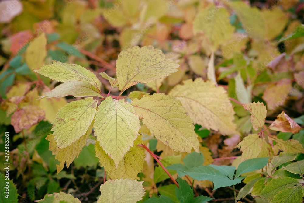 Yellow, orange, brown leaves on ground in Autumn season. City autumn park. September, October, November, Indian summer. Yellow, orange, brown leaves on ground in Autumn season. City autumn park. September, October, November, Indian summer.