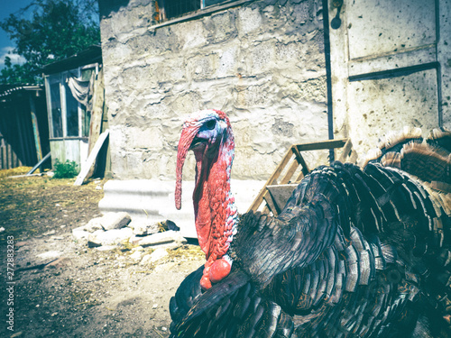 On the farm lives a beautiful Turkey fat Turkey. Ranch farm with a large bird in the photo frame. photo