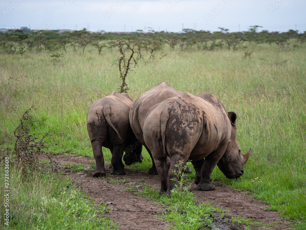 Rhino is Nairobi National Park, Kenya