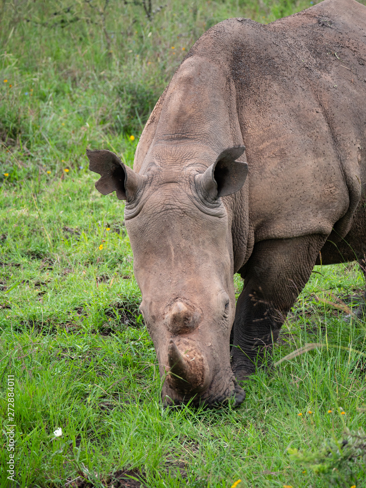 Rhino is Nairobi National Park, Kenya