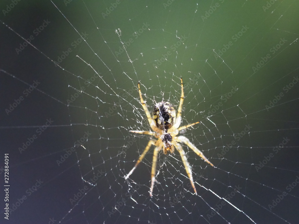 The spider sits in the center of its web. Photo close-up of a predatory insect at the time of hunting. Expecting a victim to prey. The world of wildlife is near us. The spider sits in the center of its web. Photo close-up of a predatory insect at the time of hunting. Expecting a victim to prey. The world of wildlife is near us.