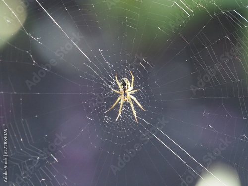 The spider sits in the center of its web. Photo close-up of a predatory insect at the time of hunting. Expecting a victim to prey. The world of wildlife is near us.