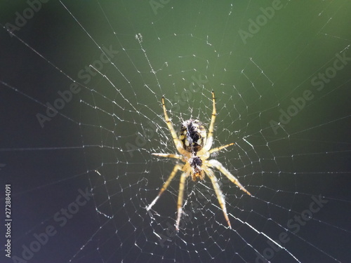 The spider sits in the center of its web. Photo close-up of a predatory insect at the time of hunting. Expecting a victim to prey. The world of wildlife is near us.