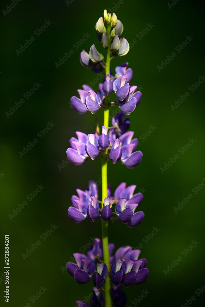 Lupin close up. Purple lupine. Bright sunny day. Green background.
