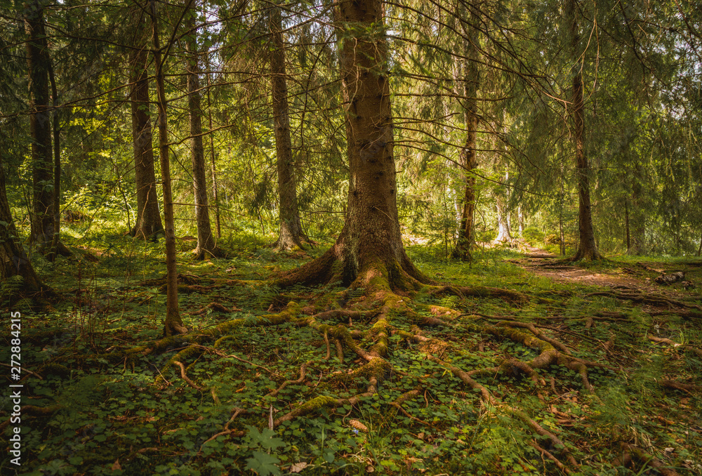 Obraz premium Gaj, zagajnik, puszcza, tree, oslo, norwegia, norge, norway, drzewo, drzewa, bory, busz, ostmarka, Østmarka, skandynawia, scandinavia