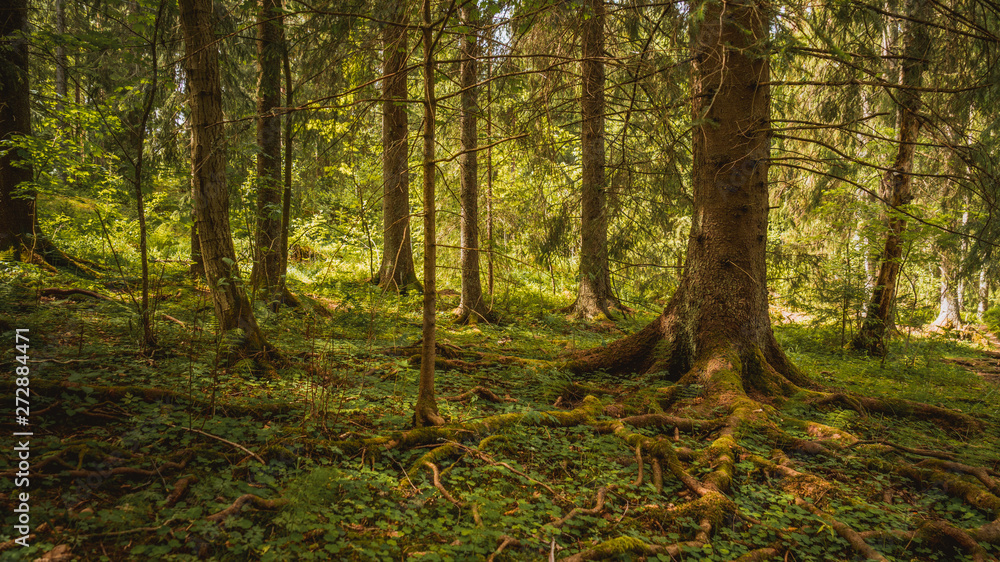 Naklejka premium Gaj, zagajnik, puszcza, tree, oslo, norwegia, norge, norway, drzewo, drzewa, bory, busz, ostmarka, Østmarka, skandynawia, scandinavia