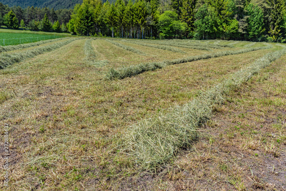Fototapeta premium Heuschwaden