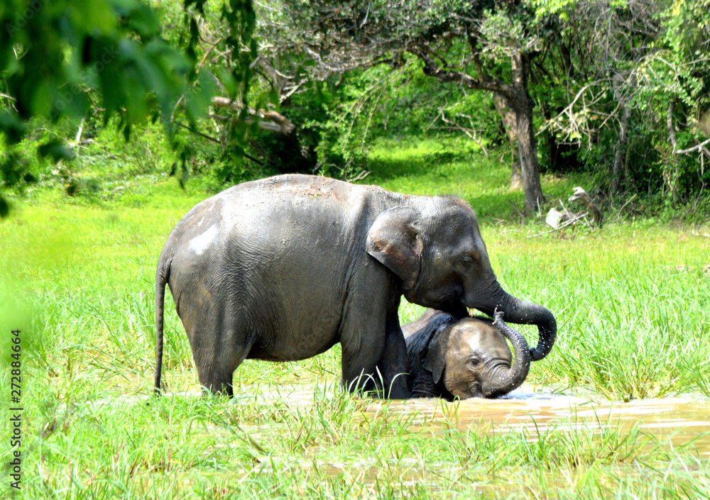 Fototapeta premium elephant in the zoo