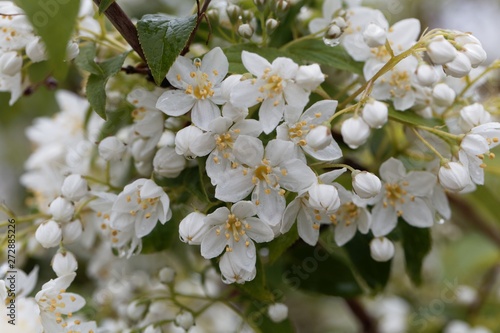 White flowers of a Deutzia scabra photo