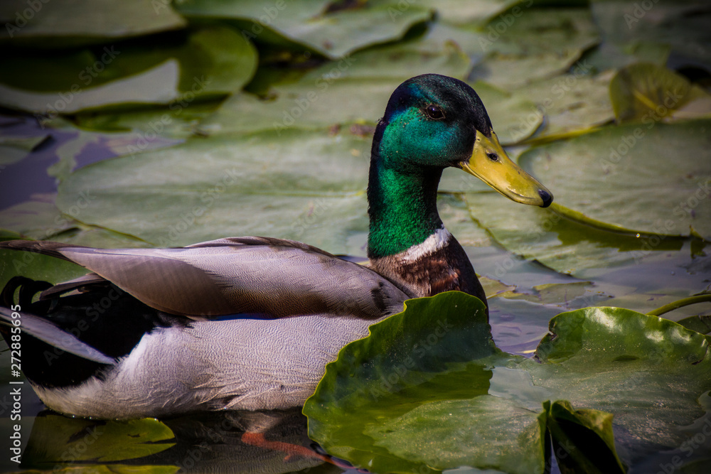 Obraz premium Portrait of bird in nature