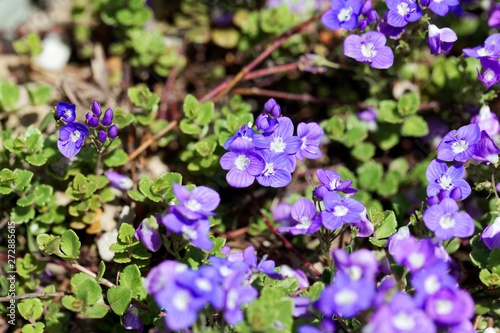 Turkish speedwell  Veronica liwanensis