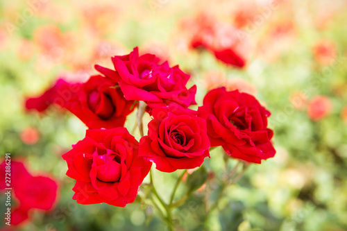 Red rose flower blooming in roses garden on background red roses flowers.