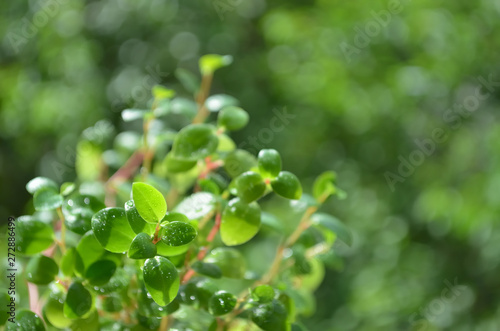 Natural background with foliage and water drops in green tones with soft focus.