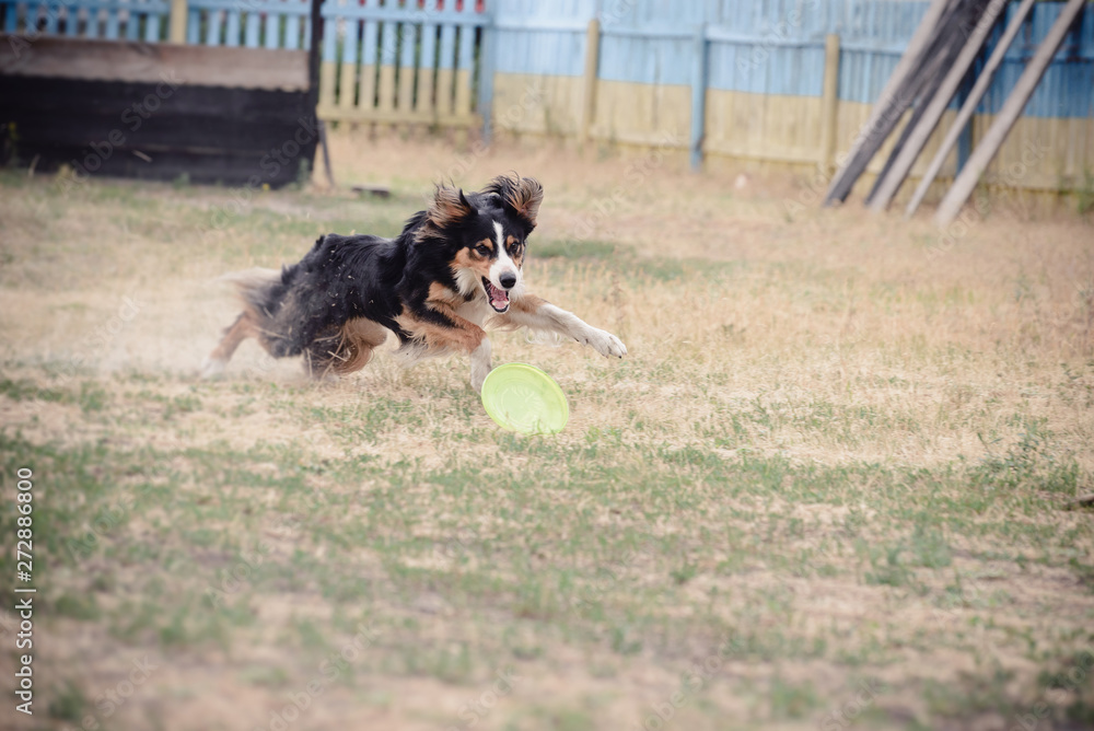 Dog frisbee sport competition Dog frisbee sport competition
