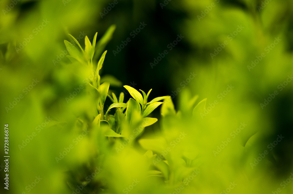 green leaves in spring green leaves in spring