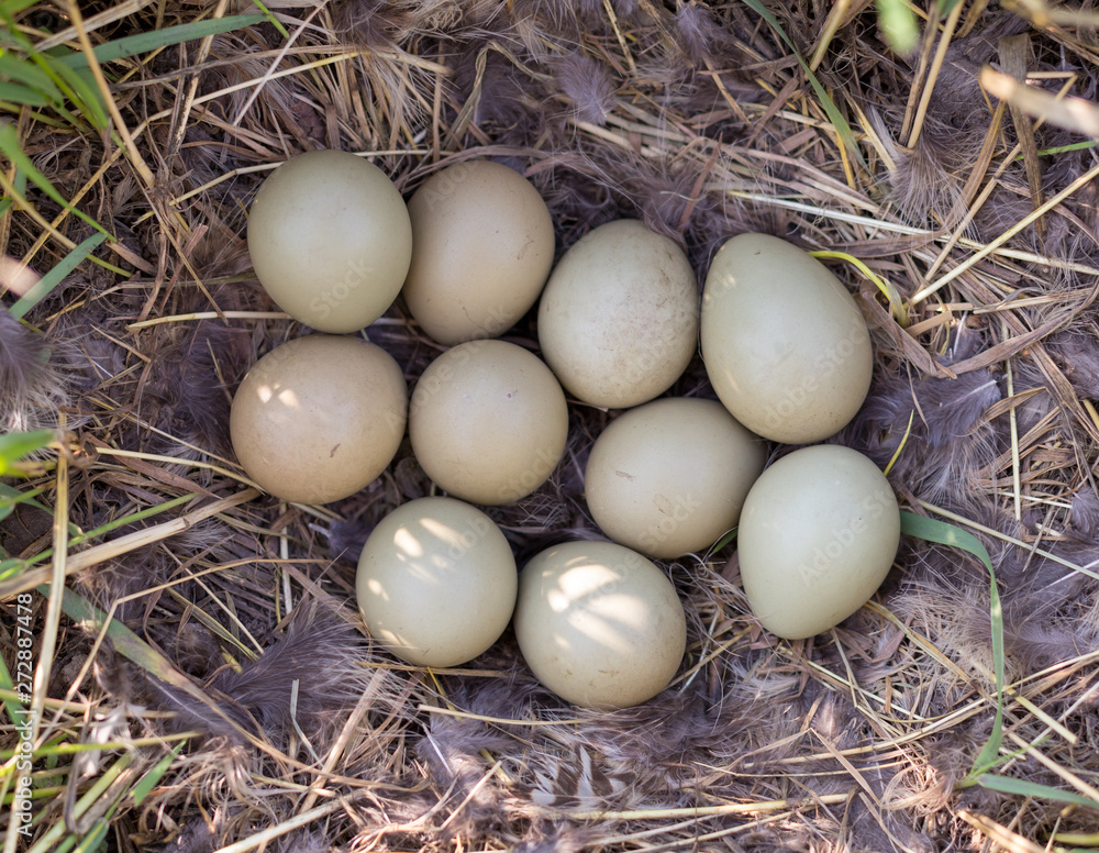 ten pieces of pheasant eggs in a nest