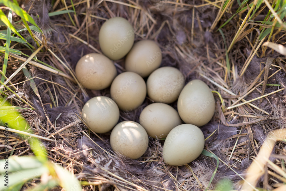 ten pieces of pheasant eggs in a nest