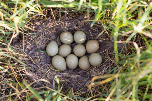 ten pieces of pheasant eggs in a nest