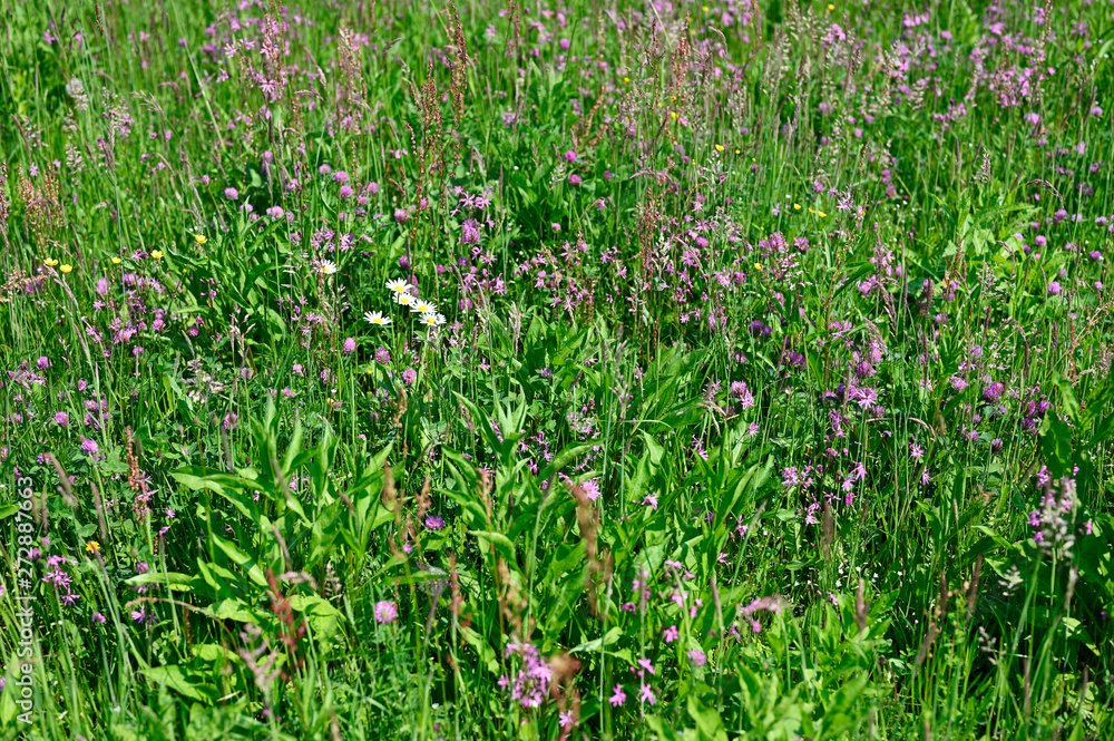 Flowers in tall grass on meadow. Flowers in tall grass on meadow.