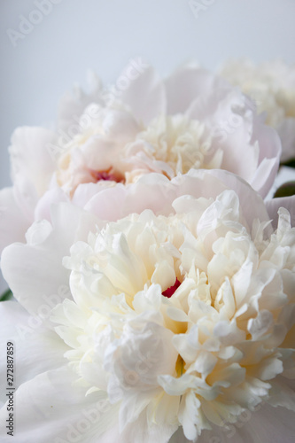 Peony flower. Close-up. Floral background for postcard, lettering, painting, wedding card, banner, flower shop © Nina_V