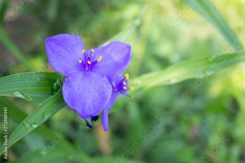 Small twig of blossoming commelina