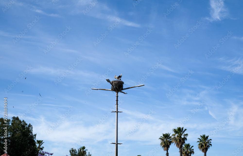 Stork nest on the street lamp in Faro, Portugal Stork nest on the street lamp in Faro, Portugal