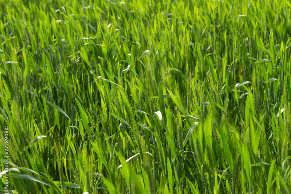 Countryside landscape with plantation with green leaves. Concept of serenity Grass grown out of the city. Countryside landscape with plantation with green leaves. Concept of serenity Grass grown out of the city.