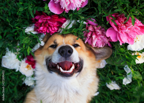 beautiful portrait of a cute puppy dog ​​corgi lies on a natural green meadow...