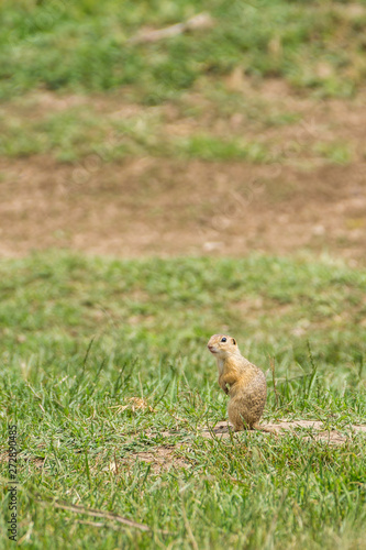wild european ground squirrel (Spermophilus citellus) in alert posture