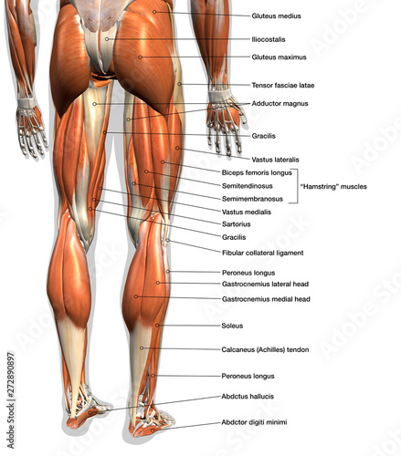 Labeled Anatomy Chart of Male Leg Muscles on White Background