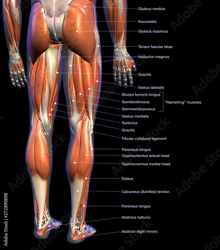 Labeled Anatomy Chart of Male Leg Muscles on Black Background