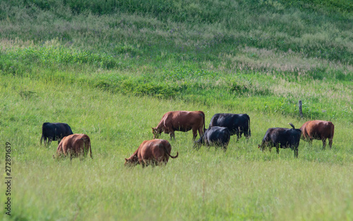 Beef cattle grazing tall grass in rural Appalachia