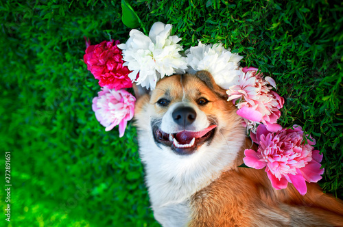 beautiful portrait of a cute puppy dog ​​corgi lies on a natural green meadow...