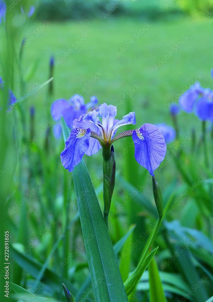 Wild purple irises on a flowerbed in the park in the summer.