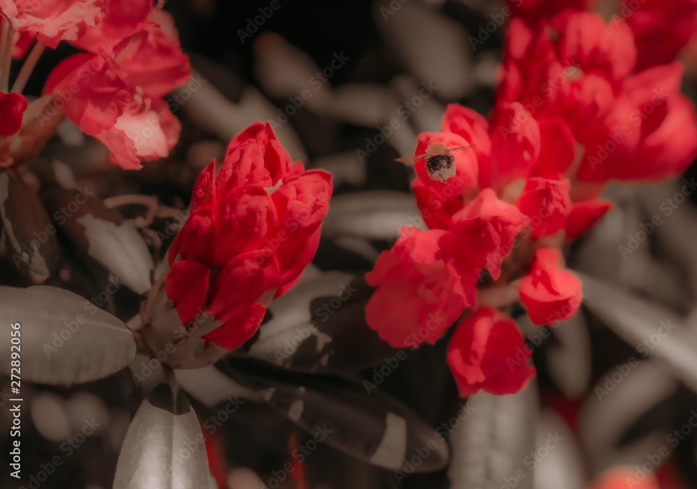 Kwiat kwiaty czerwone czerwony bąk insekt owad - obrazy, fototapety, plakaty 