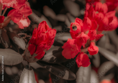 Kwiat kwiaty czerwone czerwony bąk insekt owad