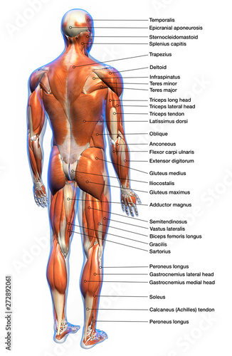 Fotografiet Labeled Anatomy Chart of Male Muscles Posterior View